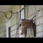 Baby Robins 2012