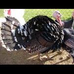 October 2008 - Turkey's