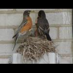 Baby Robins 2009
